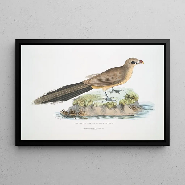 Coucou Sirkeer Centropus Sirkee - John Edward Gray — framed artwork on a wall