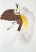 Petit oiseau de paradis Paradisea minor - John Edward Gray — artwork view