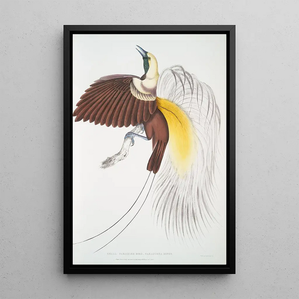 Petit oiseau de paradis Paradisea minor - John Edward Gray — framed artwork on a wall