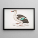 Canard à bec tacheté Anas poecilorhyncha - John Edward Gray — framed artwork on a wall