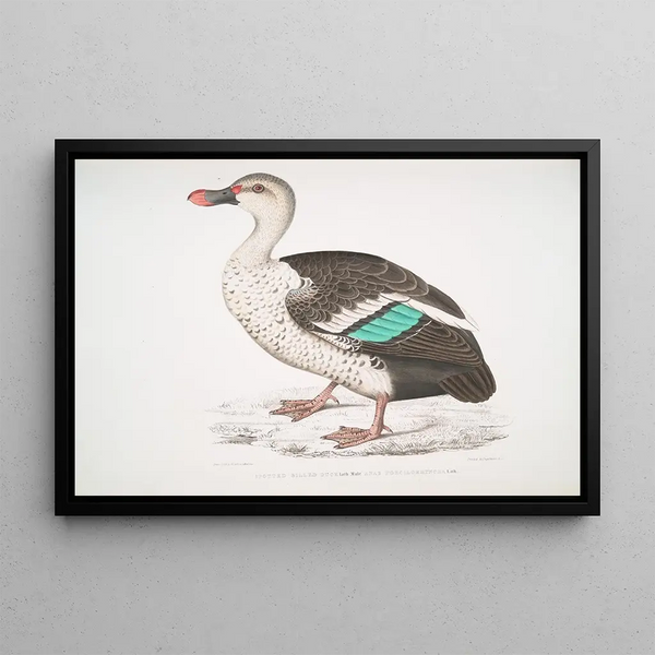 Canard à bec tacheté Anas poecilorhyncha - John Edward Gray — framed artwork on a wall