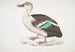 Canard à bec tacheté Anas poecilorhyncha - John Edward Gray — artwork view