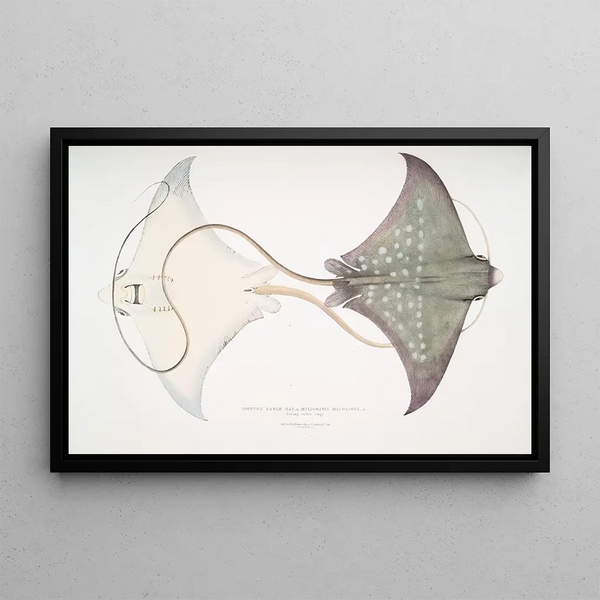 Eagle ray with spotted Myliobatis maculatus Penang called Jungli - John Edward Gray — framed artwork on a wall
