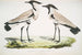 Spotted Plover with Spurred Wings Charadrius ventralis Male and Female - John Edward Gray — artwork view