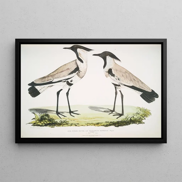 Spotted Plover with Spurred Wings Charadrius ventralis Male and Female - John Edward Gray — framed artwork on a wall