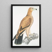 Aigle fauve Aquilla fulvescens - John Edward Gray — framed artwork on a wall