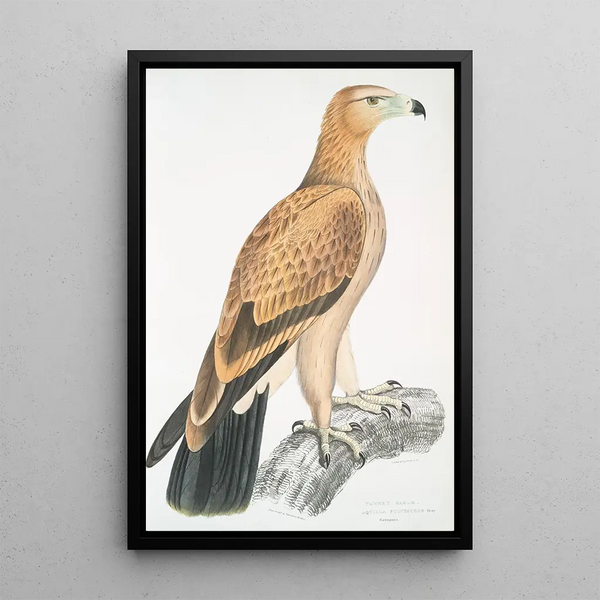Aigle fauve Aquilla fulvescens - John Edward Gray — framed artwork on a wall