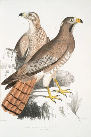 John Edward Gray - Teesa Buzard Buzzard Buteo Teesa 1 Young 2 Old Bird.webp