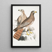 Buse Teesa Buzard Buteo Teesa 1 young 2 old bird - John Edward Gray — framed artwork on a wall