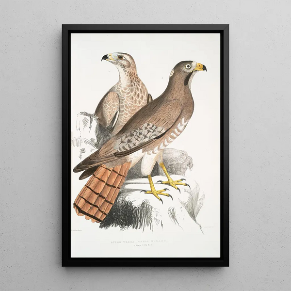 Buse Teesa Buzard Buteo Teesa 1 young 2 old bird - John Edward Gray — framed artwork on a wall