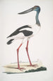 Jabiru Tetaar Ciconia Mycteria Australis - John Edward Gray — artwork view