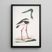 Jabiru Tetaar Ciconia Mycteria Australis - John Edward Gray — framed artwork on a wall
