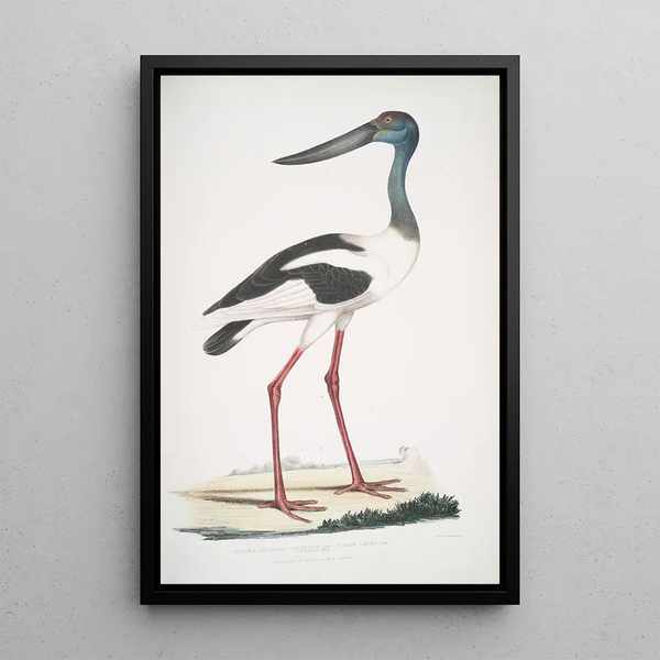 Jabiru Tetaar Ciconia Mycteria Australis - John Edward Gray — framed artwork on a wall