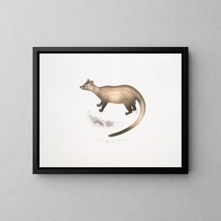 The Paradox of the Pavilions of Kuttaas Paradoxurus Pennantii in the Upper Provinces of Bengal - John Edward Gray — framed artwork on a wall