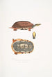 Tortue-boîte à trois bandes Cistuda trifasciata - John Edward Gray — artwork view