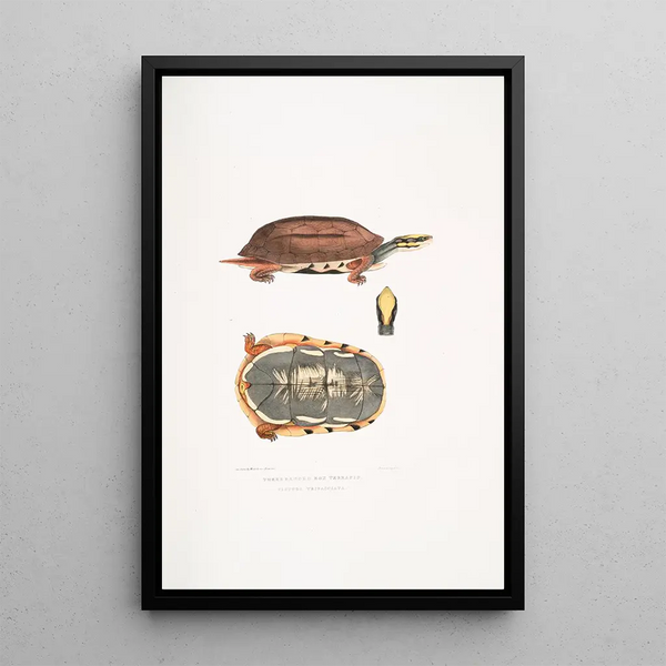 Tortue-boîte à trois bandes Cistuda trifasciata - John Edward Gray — framed artwork on a wall