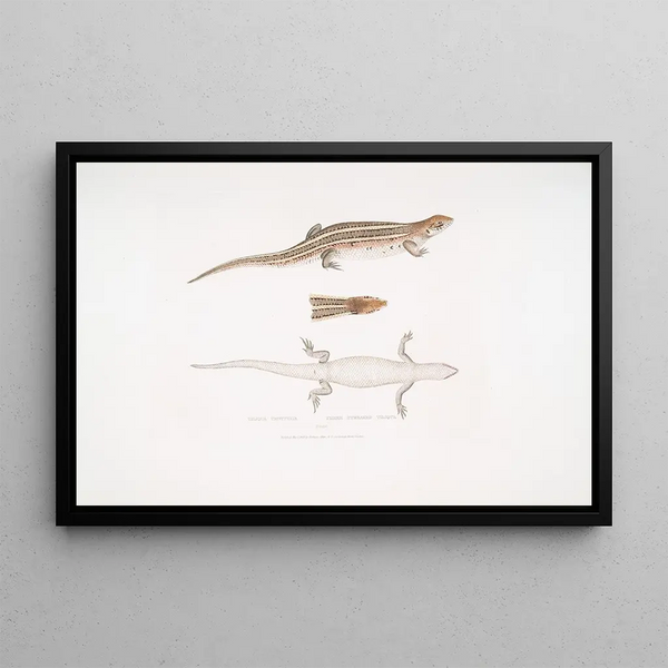 Tiliqua with three bands Tiliqua trivittata - John Edward Gray — framed artwork on a wall