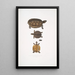 Terrapin dentelé Emys dentata - John Edward Gray — framed artwork on a wall