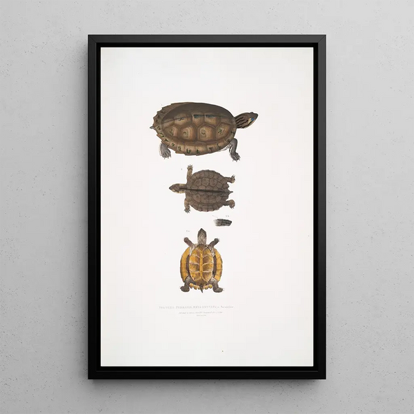 Terrapin dentelé Emys dentata - John Edward Gray — framed artwork on a wall