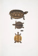 Terrapin dentelé Emys dentata - John Edward Gray — artwork view