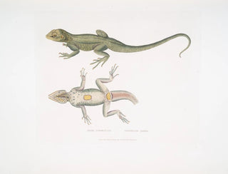 Agame tuberculeuse - John Edward Gray — artwork view