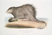 Porcupine with bushy tail Hystrix fasiculata Hystrix fasciculata India - John Edward Gray — artwork view