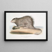 Porcupine with bushy tail Hystrix fasiculata Hystrix fasciculata India - John Edward Gray — framed artwork on a wall