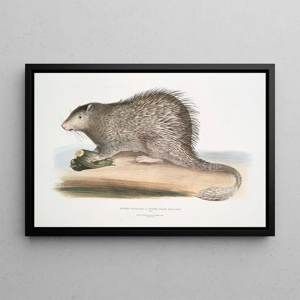 Porcupine with bushy tail Hystrix fasiculata Hystrix fasciculata India - John Edward Gray — framed artwork on a wall