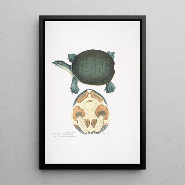 Trionyx valvulaire Emyda punctata Trionyx granosus - John Edward Gray — framed artwork on a wall