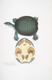 Trionyx valvulaire Emyda punctata Trionyx granosus - John Edward Gray — artwork view