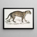 Vivirine Viverrine Cat Felis Vivirinus Viverrinus - John Edward Gray — framed artwork on a wall