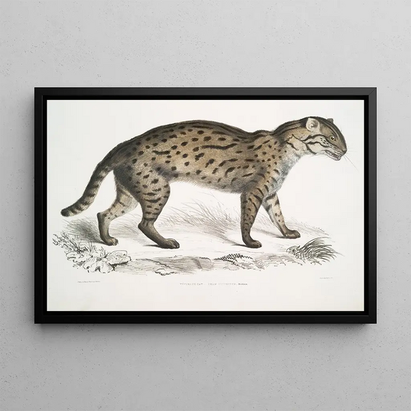 Vivirine Viverrine Cat Felis Vivirinus Viverrinus - John Edward Gray — framed artwork on a wall