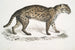 Vivirine Viverrine Cat Felis Vivirinus Viverrinus - John Edward Gray — artwork view