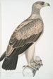 Eagle with White Spots Aquilla punctata - John Edward Gray — artwork view