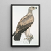 Eagle with White Spots Aquilla punctata - John Edward Gray — framed artwork on a wall