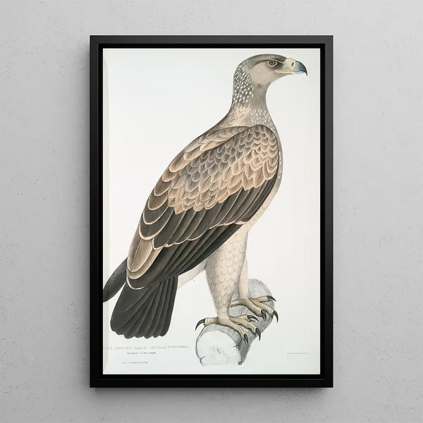 Eagle with White Spots Aquilla punctata - John Edward Gray — framed artwork on a wall