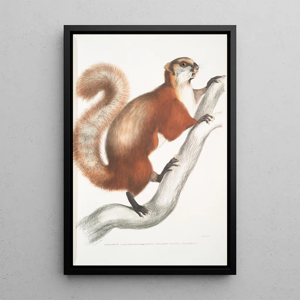 Flying Squirrel with White Belly Pteromys albiventer - John Edward Gray — framed artwork on a wall