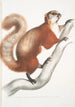 Flying Squirrel with White Belly Pteromys albiventer - John Edward Gray — artwork view