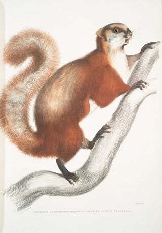 John Edward Gray - White bellied Flying Squirrel Pteromys albiventer.webp