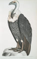 Vautour à dos blanc Vultur leuconota - John Edward Gray — artwork view