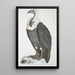 Vautour à dos blanc Vultur leuconota - John Edward Gray — framed artwork on a wall