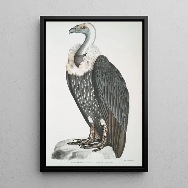 Vautour à dos blanc Vultur leuconota - John Edward Gray — framed artwork on a wall