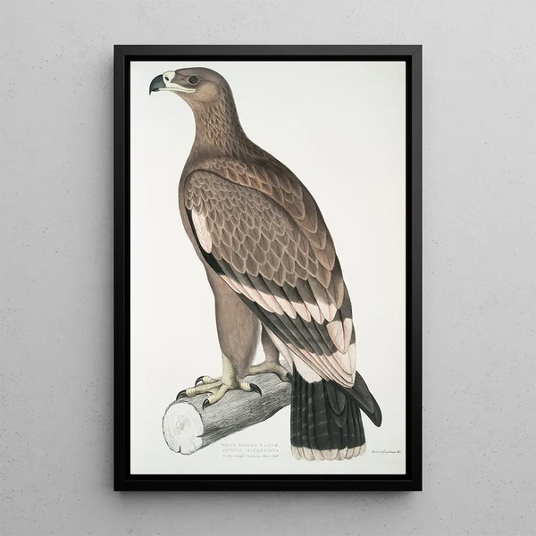 Eagle with White Stripes Aquilla bifasciata - John Edward Gray — framed artwork on a wall