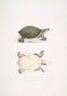 Young Trionyx valvulaire Trionyx punctata junior - John Edward Gray — artwork view