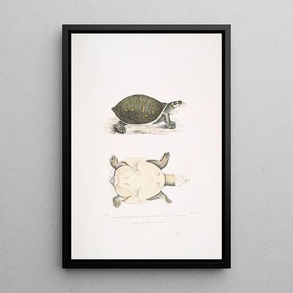 Young Trionyx valvulaire Trionyx punctata junior - John Edward Gray — framed artwork on a wall