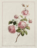 Rose Painting of the Cabbage Province - John Edwards — artwork view