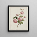 Rose Painting of the Cabbage Province - John Edwards — framed artwork on a wall