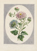 Large Chinese Aster Painting Double - John Edwards — artwork view