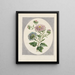 Large Chinese Aster Painting Double - John Edwards — framed artwork on a wall