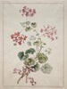 Scarlet Geranium and Variegated - John Edwards — artwork view
